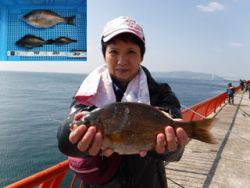 平磯海釣り公園　ウキ流しでウミタナゴ＆メバ…