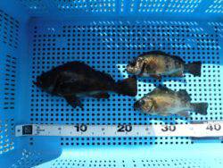 神戸市立平磯海づり公園 投稿