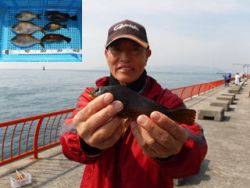 神戸市立平磯海づり公園　ウキ釣りでアイナメ…