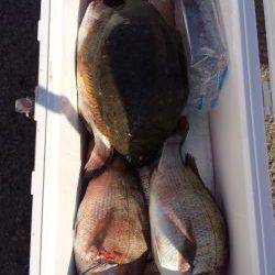 マリーナシティ海洋釣り堀　マダイ＆ヒラメの釣果