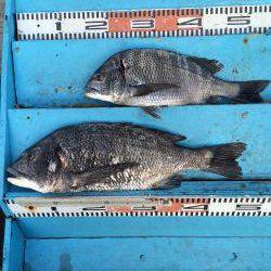 和歌山マリーナシティ海釣り公園　チヌ50cm〜40cm