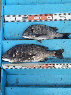 和歌山マリーナシティ海釣り公園　チヌ50cm〜40cm