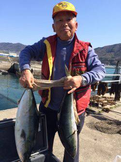 マリーナシティ海釣り公園　ブリ・メジロ・マダイの釣果