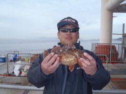 神戸市立須磨海づり公園 シラサの落とし込みで良型ガシラ