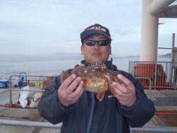 神戸市立須磨海づり公園 シラサの落とし込み…