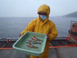 神戸市立須磨海づり公園 アイナメ27cm&…