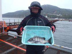 神戸市立須磨海づり公園　チヌ 	40cm