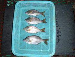 神戸市立須磨海づり公園　ウミタナゴ