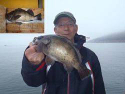 須磨海釣り公園　メバル27.5cmの釣果