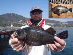 神戸市立須磨海づり公園　メバル　記録賞！　…