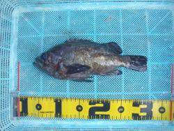 神戸市立須磨海づり公園　ウキ流しでメバル