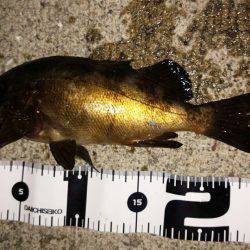 連夜のメバリング