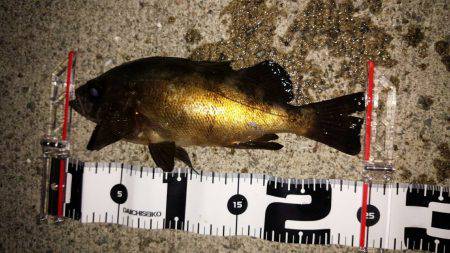 連夜のメバリング