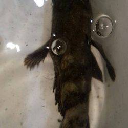 強烈な引きだった