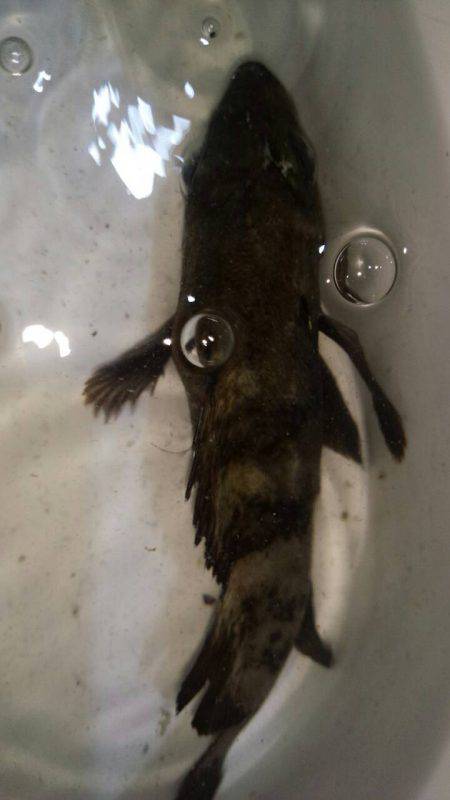 強烈な引きだった