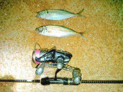 アジほんまアジの巻