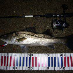 ナイトゲーム シーバス!