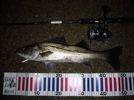 ナイトゲーム シーバス!