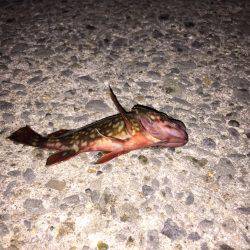 ニューロッドを試しに…