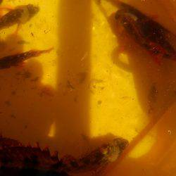 きびしいぃ；；