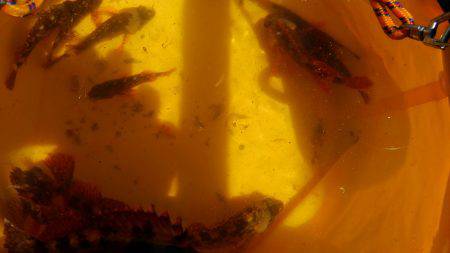 きびしいぃ；；