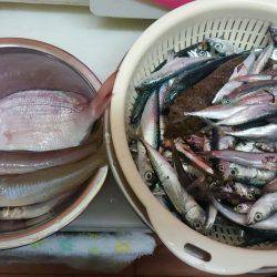 今年のキス釣果を占って