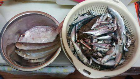 今年のキス釣果を占って