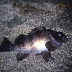 最終的にやっぱり伊根