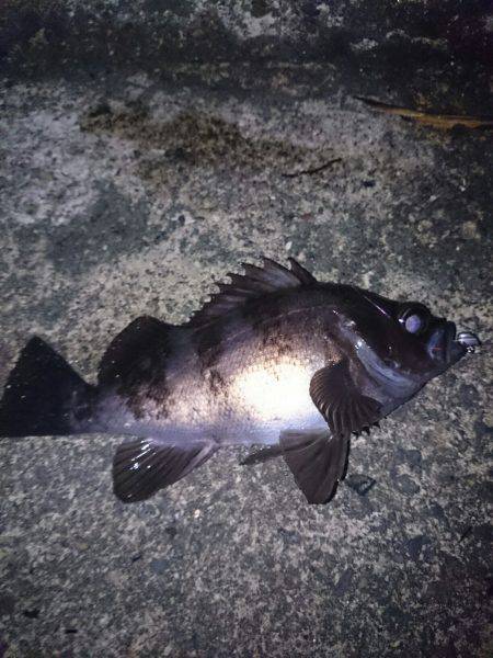 最終的にやっぱり伊根