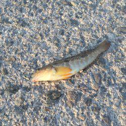 連日、汐見埠頭に!!