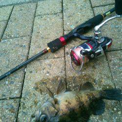 はじめてのめばる～♪