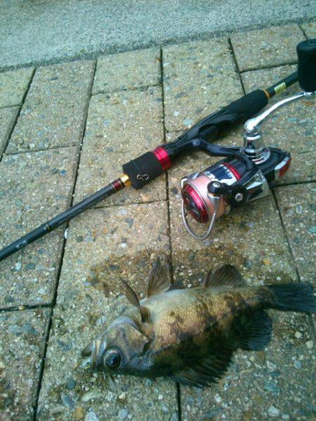 はじめてのめばる～♪