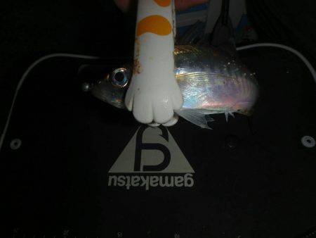 腕が無さすぎでした