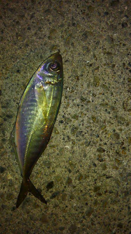 短時間アジング