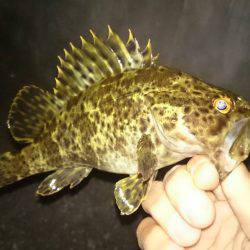 お久し振りです( ´∀｀)