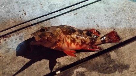 メバル　ガシラ狙い