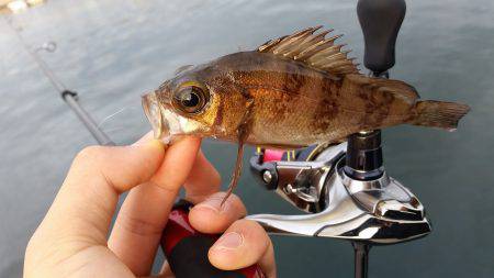 デイメバリング