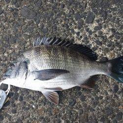 また前打ちに！