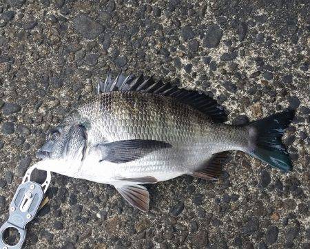 また前打ちに！