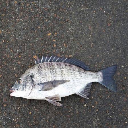 荒れ後に期待で！