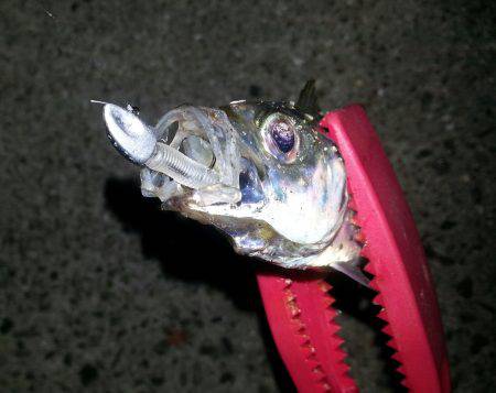 激流アジング！