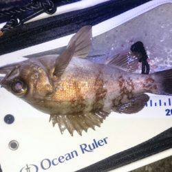 満月大潮メバリング