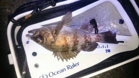 満月大潮メバリング