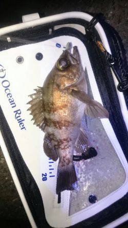 満月大潮メバリング