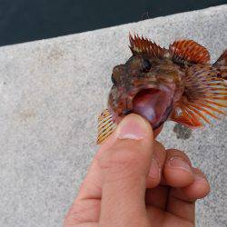 デイメバリングも、、、