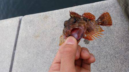 デイメバリングも、、、