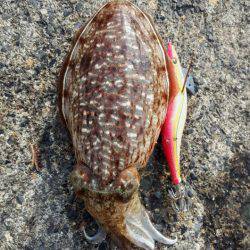 コウイカエギング