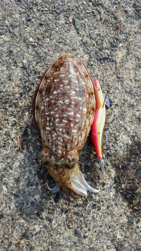 コウイカエギング