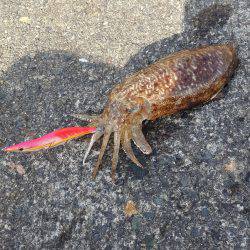 本日もコウイカエギング