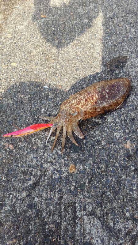 本日もコウイカエギング